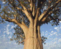 The Kimberley Grande