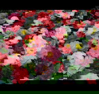 Camellia's Australia National Camellia Show - Pubs Sydney