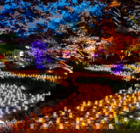 Canberra Nara Candle Festival - Pubs Sydney