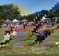 Dogs in the Park Orange - Pubs Sydney