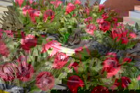 Junee Rotary Farmers Markets