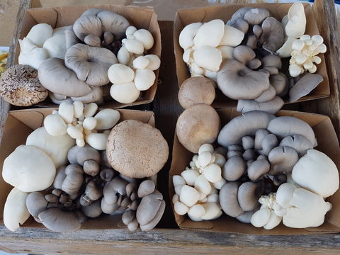 Lawrence Farmers And Community Markets - Pubs Sydney 2