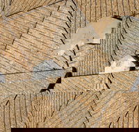 WA Now  Tom Mller Monolith Scores - Virtual Exhibition - Pubs Sydney