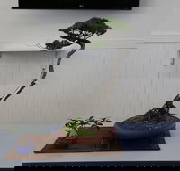 Wauchope Bonsai Workshop Group - Pubs Sydney