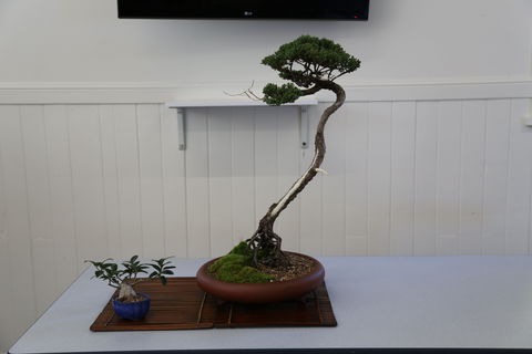 Wauchope Bonsai Workshop Group - Pubs Sydney 0