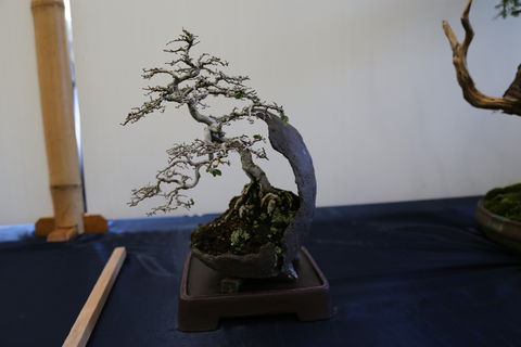 Wauchope Bonsai Workshop Group - Pubs Sydney 1
