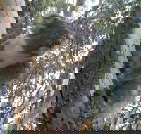 Annual Koala Count - Pubs Sydney