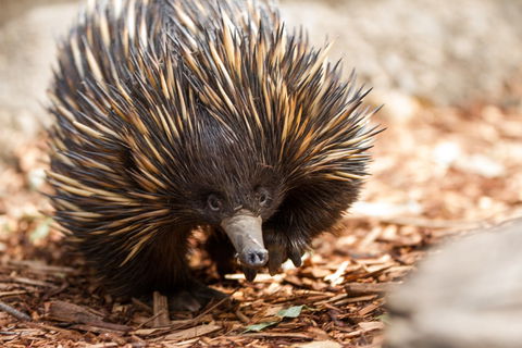 Aussie Wildlife Course - July/August/September - Pubs Sydney 0