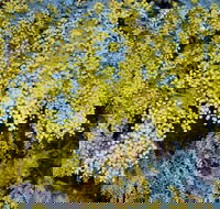 Australian Wattle Day  the Old Bus Depot Markets - Pubs Sydney