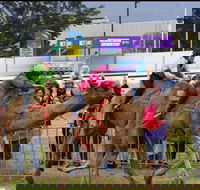 Camel Races at Gosford Showgrounds - Pubs Sydney