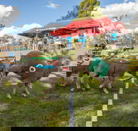 Caragabal Sheep Races - Pubs Sydney