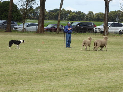 Dean Sheepdog Trials - Old Sniff Classic - Pubs Sydney 0