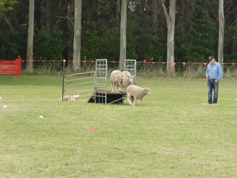 Dean Sheepdog Trials - Old Sniff Classic - Pubs Sydney 2