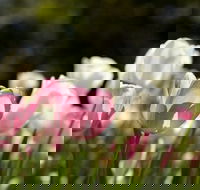Floriade Reimagined - Pubs Sydney