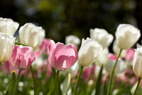 Floriade: Reimagined - Pubs Sydney 0