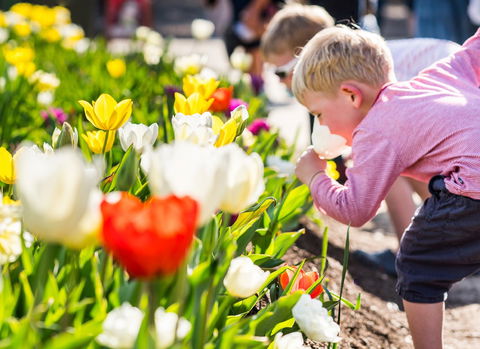 Floriade: Reimagined - Pubs Sydney 1