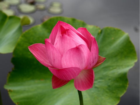Free Meditation In Sydney - Pubs Sydney 0
