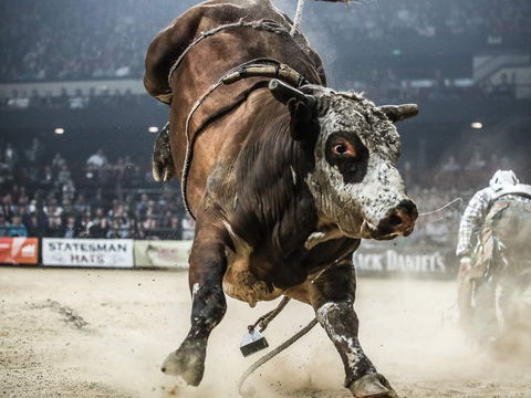 Professional Bull Riders Sydney Origin - Pubs Sydney 1