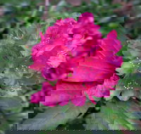 Rhododendrons at Brangayne - Pubs Sydney