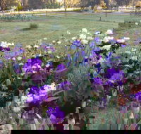 Riverina Iris Farm Open Garden and Iris Display - Pubs Sydney