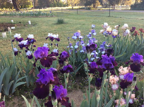 Riverina Iris Farm Open Garden And Iris Display - Pubs Sydney 0