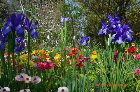 Riverina Iris Farm Open Garden And Iris Display - Pubs Sydney 1