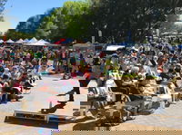 Sustainability Expo and Market