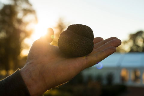 The Truffle Festival - Canberra Region - Pubs Sydney 0