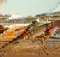 Walgett Charity Bushman's Carnival Rodeo and Campdraft - Pubs Sydney