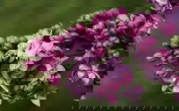 69th Annual Goulburn Lilac City Festival