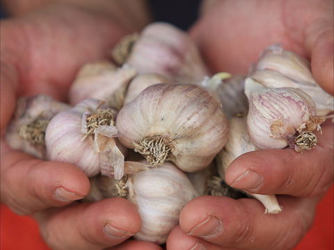 Armidale Farmers' Market - Pubs Sydney 0