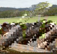 Bandon Grove Farm Tours - Pubs Sydney