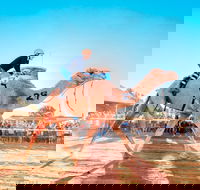 Boulia Camel Races - Pubs Sydney