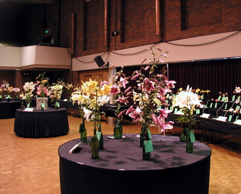Burnie Lilium Show - Pubs Sydney 0