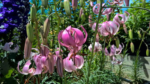 Burnie Lilium Show - Pubs Sydney 1