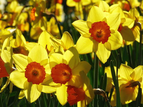 Daffodils At Rydal - Pubs Sydney 1