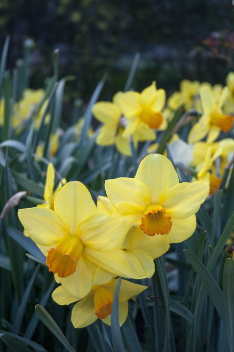Daffodils At Rydal - Pubs Sydney 2