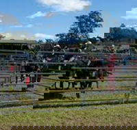 Dungog Team Penning - Pubs Sydney