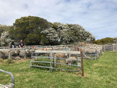Flinders Island Show - Pubs Sydney 1