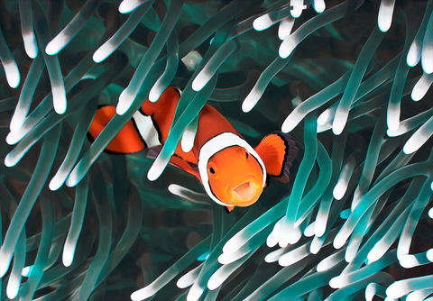 Great Barrier Reef Masters Games - Pubs Sydney 1