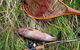 Guyra TroutFest - thumb 0