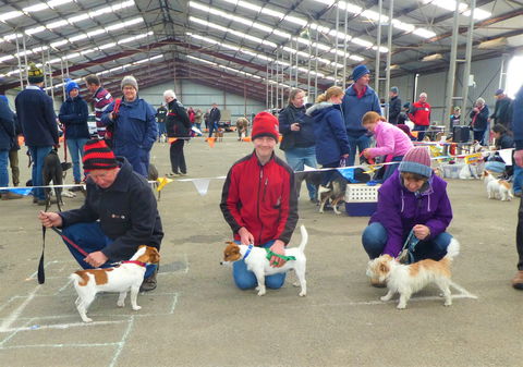 Hamilton Jack Russell Terrier And Hunting Dog Show - Pubs Sydney 0