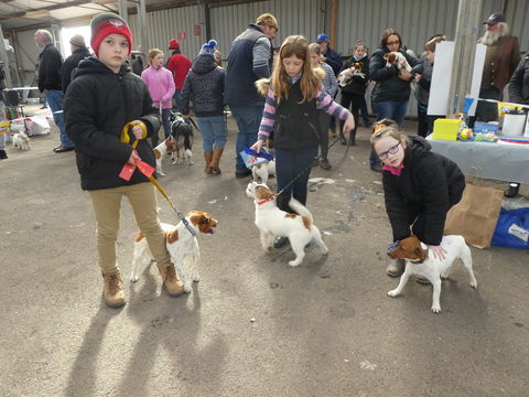 Hamilton Jack Russell Terrier And Hunting Dog Show - Pubs Sydney 1