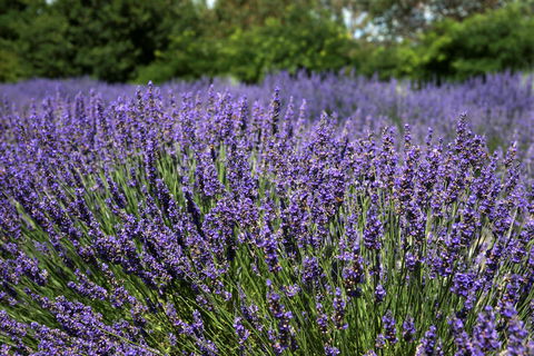 Lavender Herb And Chilli Festival - Pubs Sydney 0