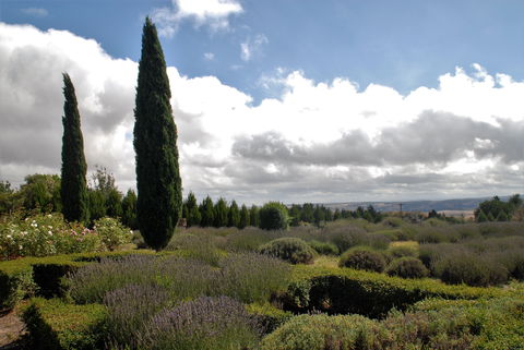 Lavender Herb And Chilli Festival - Pubs Sydney 1