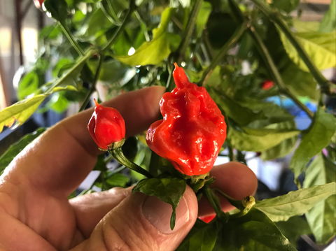 Lavender Herb And Chilli Festival - Pubs Sydney 2