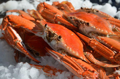 Seafood On Spencer - Pubs Sydney 1