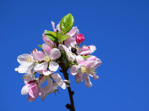 Spring Time At Hunter Valley Gardens - Pubs Sydney 0