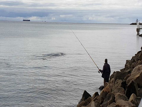 Whale Watching In Portland - Pubs Sydney 0