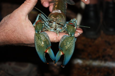 Windorah International Yabby Races - Postponed - Pubs Sydney 0